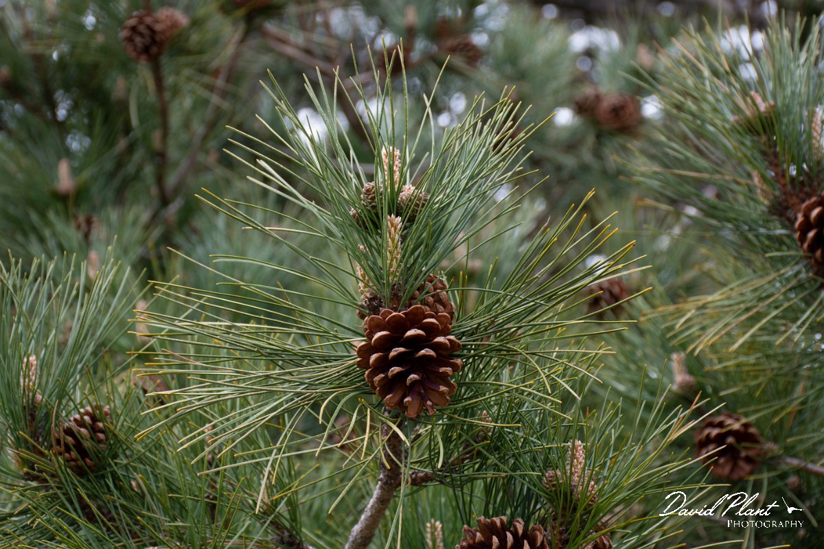 DPPhotography - Corsica - Pinus nigra subsp. salzmannii, Corsican pine - A.jpg - Pinus nigra subsp. salzmannii, Corsican pine - Bavella Pass, Corsica