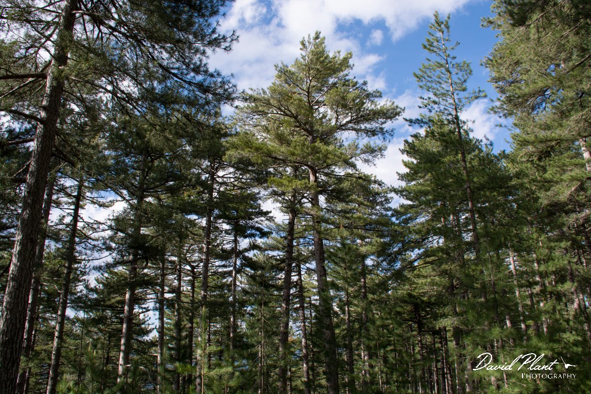 DPPhotography - Corsica - Pinus nigra subsp. salzmannii, Corsican pine - B.jpg - Pinus nigra subsp. salzmannii, Corsican pine - Col d'Erbajo, Corsica