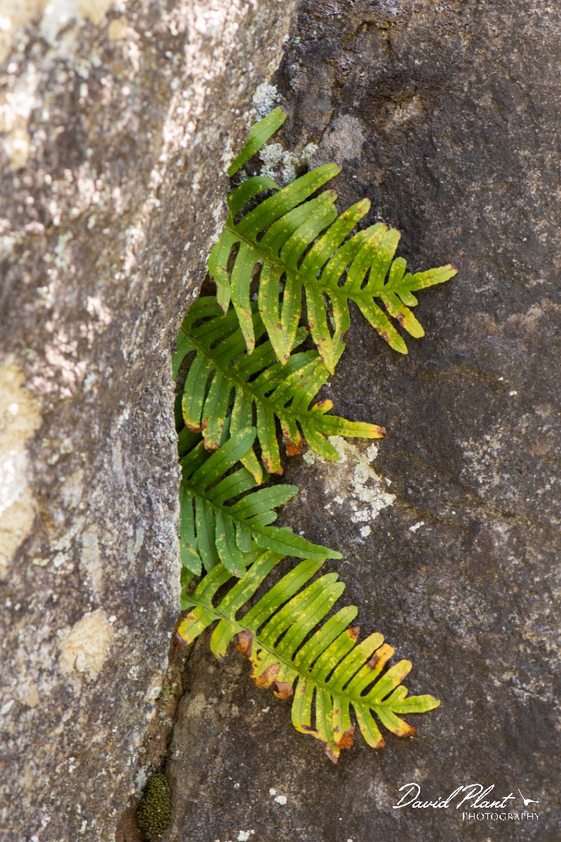DPPhotography - Corsica - Polypodium vulgare - A.jpg - Polypodium vulgare - Verghello Valley, Corsica