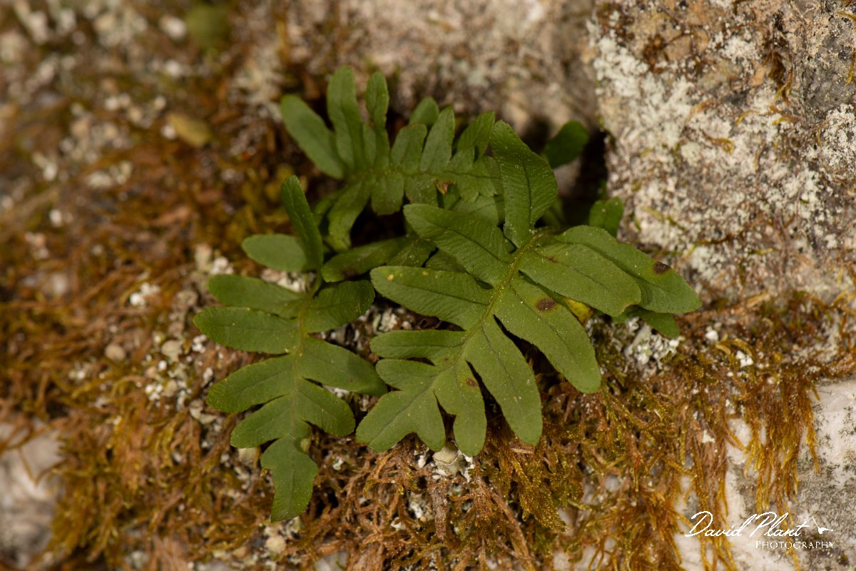DPPhotography - Corsica - Polypodium vulgare - B.jpg - Polypodium vulgare - Verghello Valley, Corsica