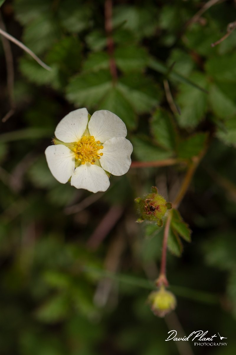 DPPhotography - Corsica - Potentilla rupestris - A.jpg - Potentilla rupestris - Col de Verghio, Corsica