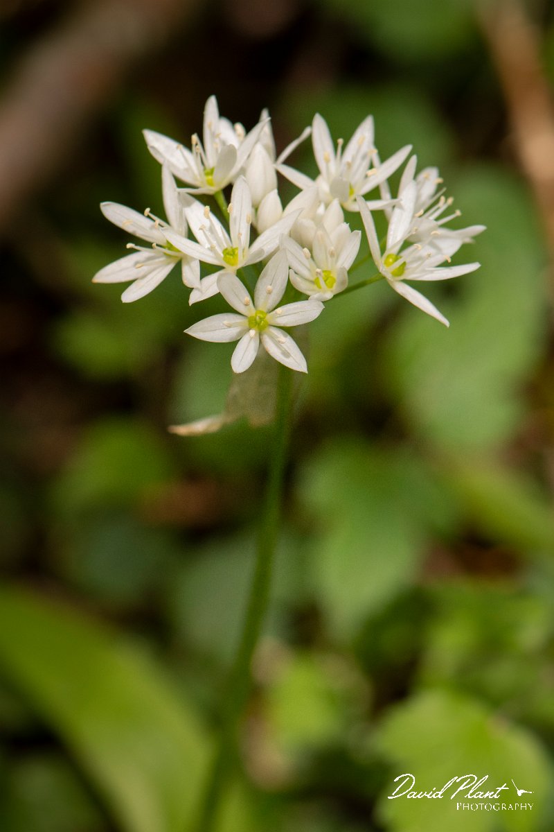 DPPhotography - Corsica - Ransoms - A.jpg - Allium ursinum, Ramsons - D368, Corsica