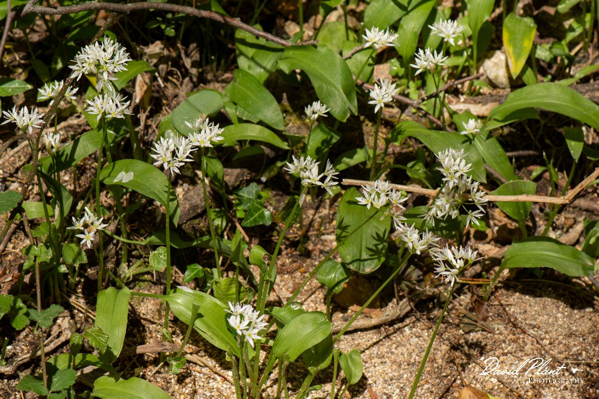 DPPhotography - Corsica - Ransoms - B.jpg - Allium ursinum, Ramsons - D368, Corsica