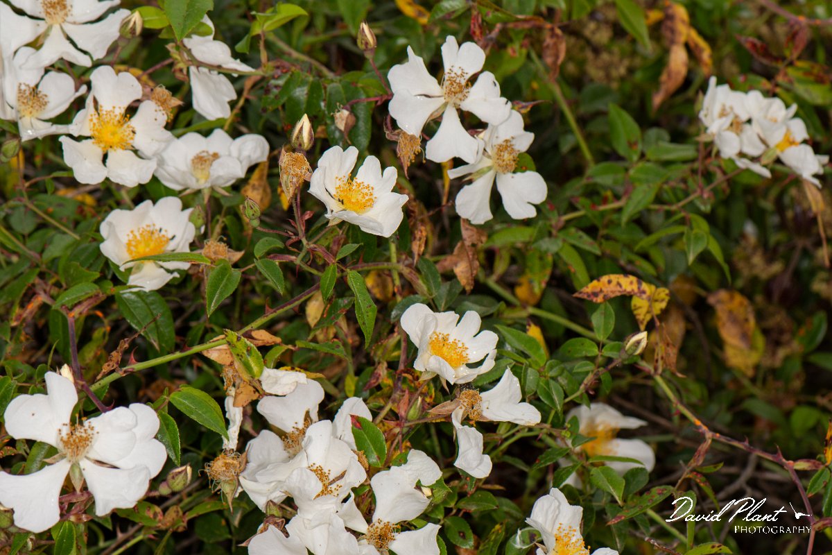 DPPhotography - Corsica - Rosa sempervirens - B.jpg - Rosa sempervirens - Tour de Diana, Etand de Diane, Corsica