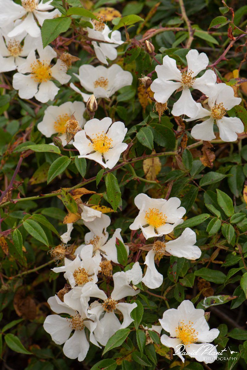 DPPhotography - Corsica - Rosa sempervirens - C.jpg - Rosa sempervirens - Tour de Diana, Etand de Diane, Corsica