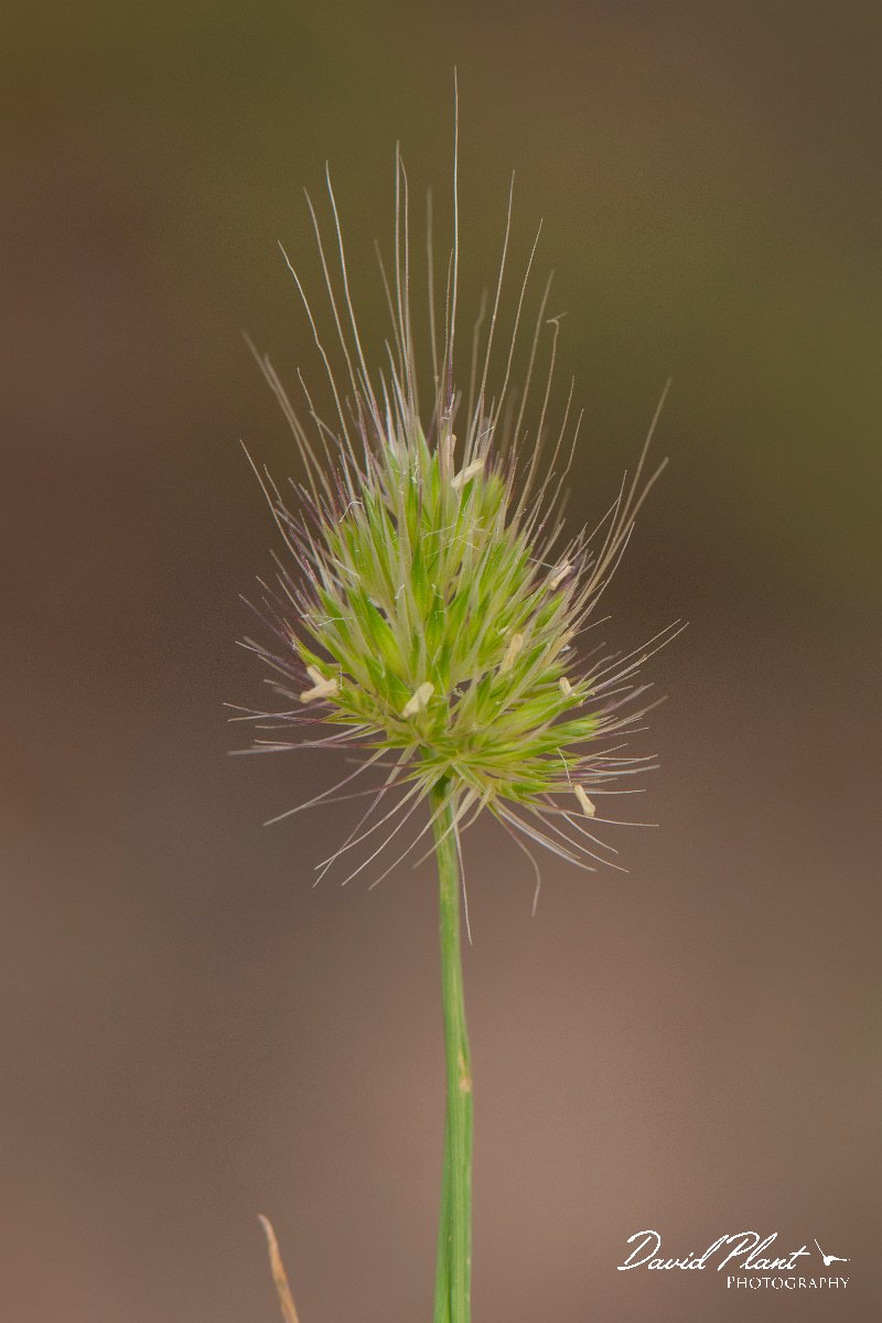 DPPhotography - Corsica - Rough dogstail - A.jpg - Cynosurus echinatus, Rough dogstail - Coast Golfe de Ventilegne, Corsica