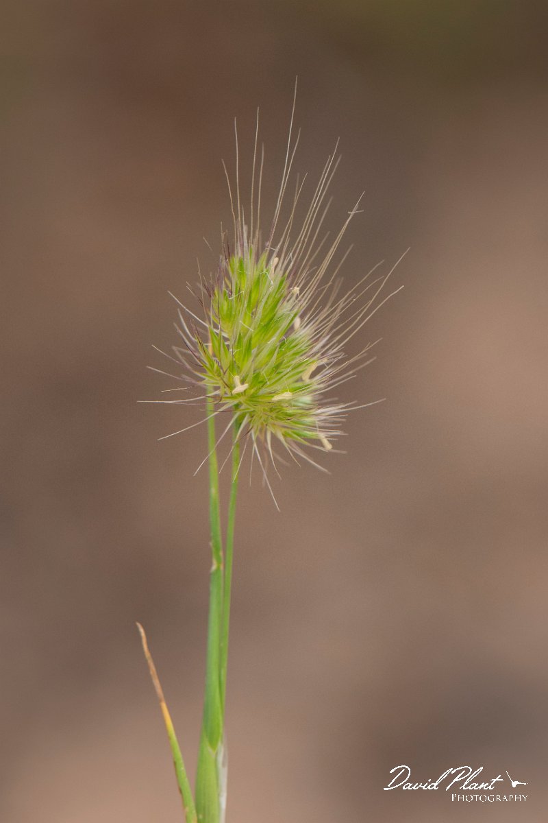 DPPhotography - Corsica - Rough dogstail - B.jpg - Cynosurus echinatus, Rough dogstail - Coast Golfe de Ventilegne, Corsica