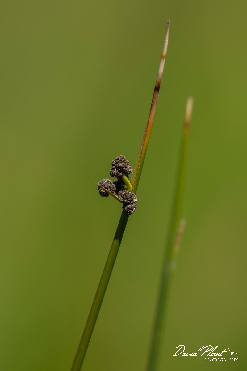 DPPhotography - Corsica - Round-headed club-rush - B.jpg - Scirpoides holoschoenus, Round-headed club-rush - Route de l'Etang, Lake Biguglia, Corsica