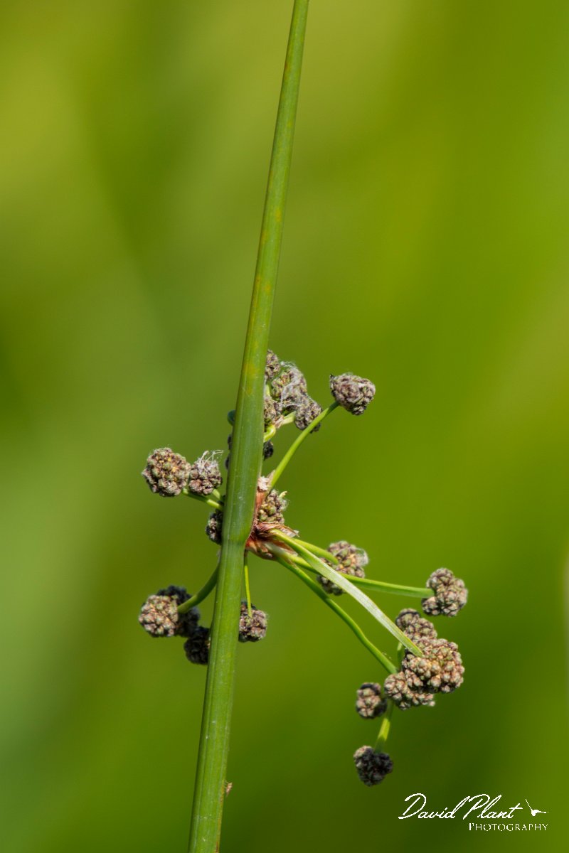 DPPhotography - Corsica - Round-headed club-rush - C.jpg - Scirpoides holoschoenus, Round-headed club-rush - Route de l'Etang, Lake Biguglia, Corsica