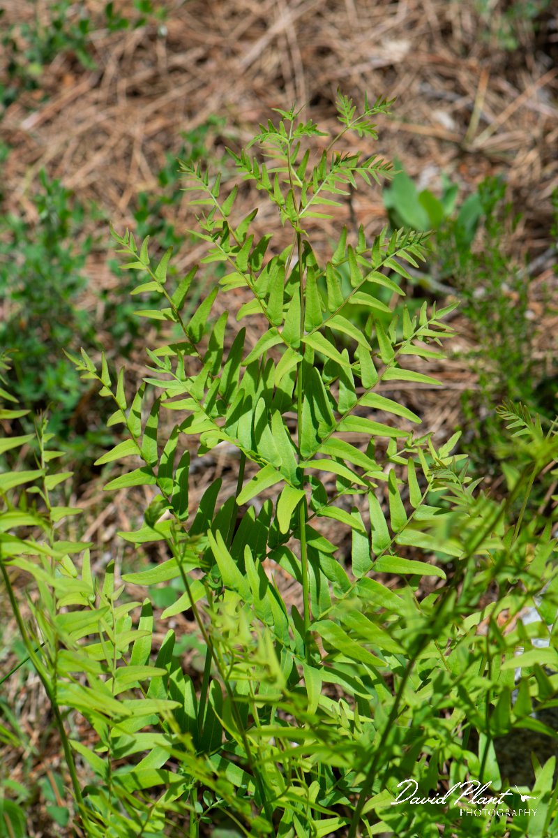DPPhotography - Corsica - Royal fern, Osmunda regalis - A.jpg - Osmunda regalis, Royal fern - Verghello Valley, Corsica