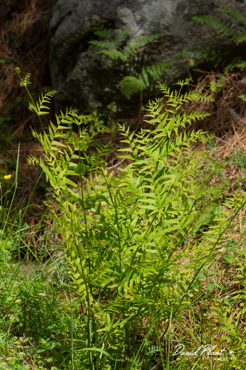 DPPhotography - Corsica - Royal fern, Osmunda regalis - B.jpg - Osmunda regalis, Royal fern - Verghello Valley, Corsica