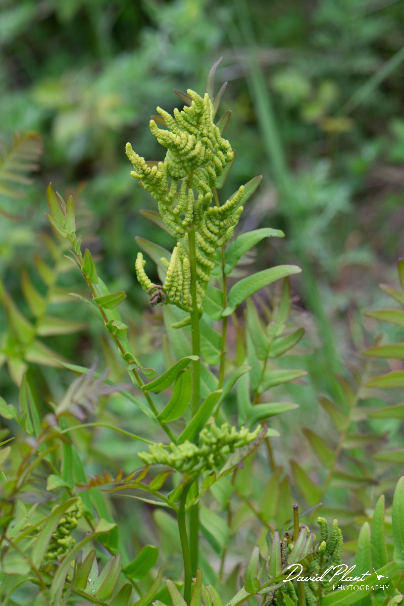 DPPhotography - Corsica - Royal fern, Osmunda regalis - C.jpg - Osmunda regalis, Royal fern - Verghello Valley, Corsica
