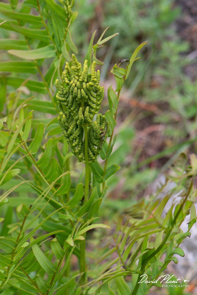 DPPhotography - Corsica - Royal fern, Osmunda regalis - D.jpg - Osmunda regalis, Royal fern - Verghello Valley, Corsica