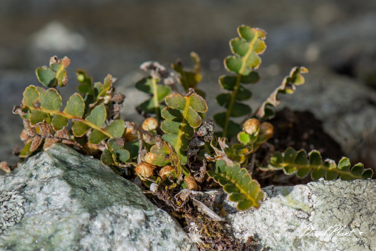 DPPhotography - Corsica - Rustyback, Asplenium ceterach - A.jpg - Asplenium ceterach, Rustyback - Verghello Valley, Corsica