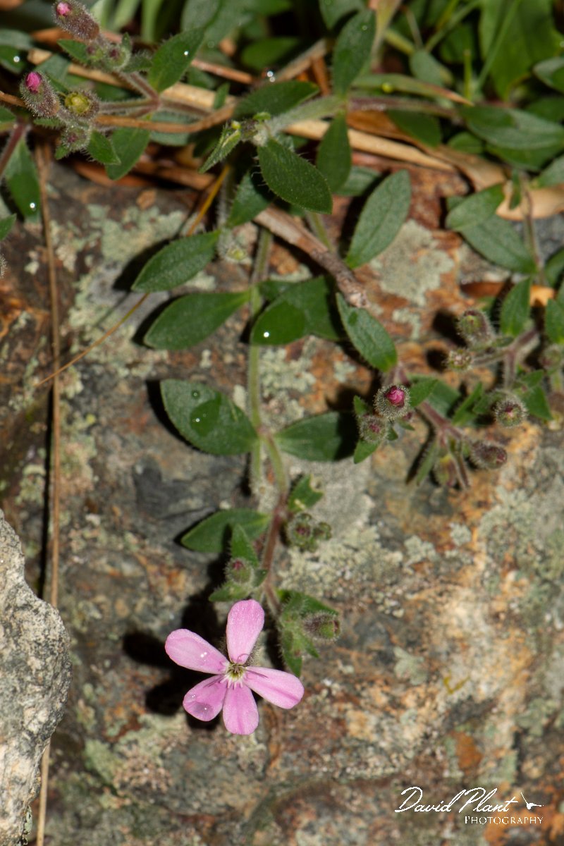 DPPhotography - Corsica - Saponaria ocymoides - A.jpg - Saponaria ocymoides - Cascade de Anglais, Corsica