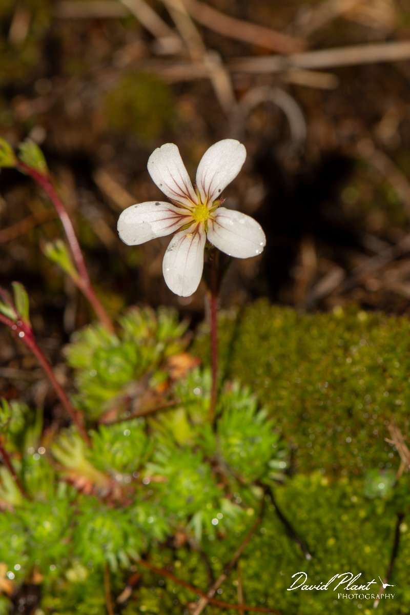 DPPhotography - Corsica - Saxifraga cervicornis - B.jpg - Saxifraga cervicornis - Cascade de Anglais, Corsica