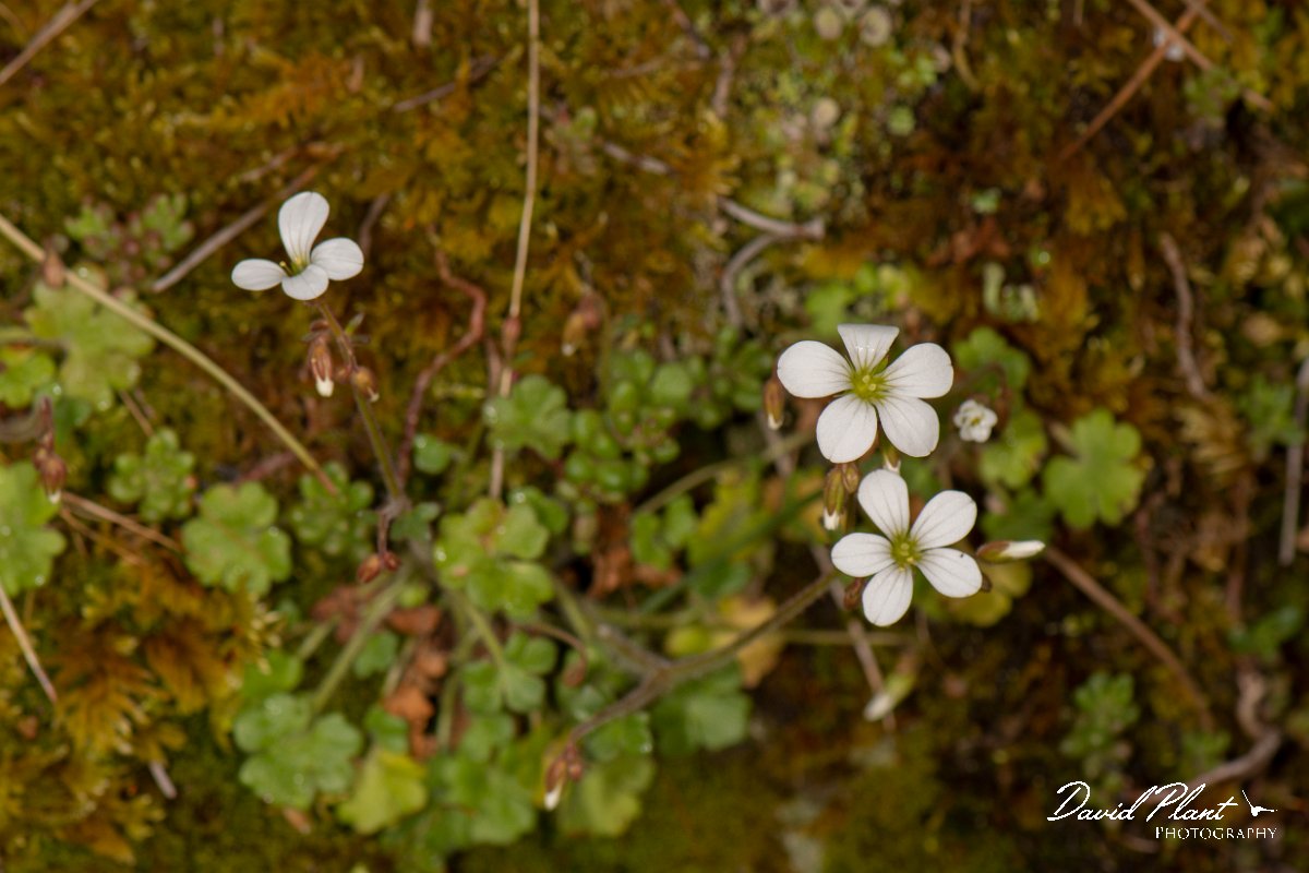 DPPhotography - Corsica - Saxifraga corsica - A.jpg - Saxifraga corsica - Col d'Erbajo, Corsica