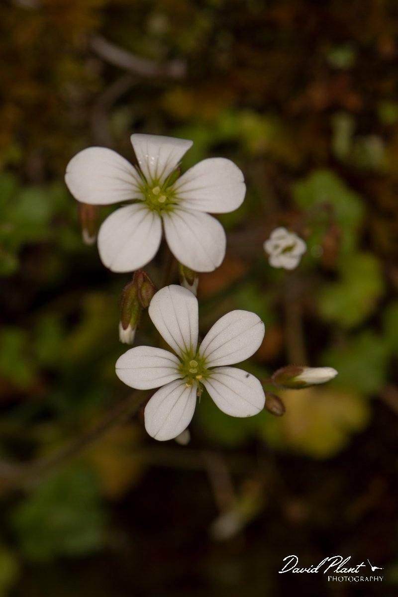 DPPhotography - Corsica - Saxifraga corsica - B.jpg - Saxifraga corsica - Col d'Erbajo, Corsica