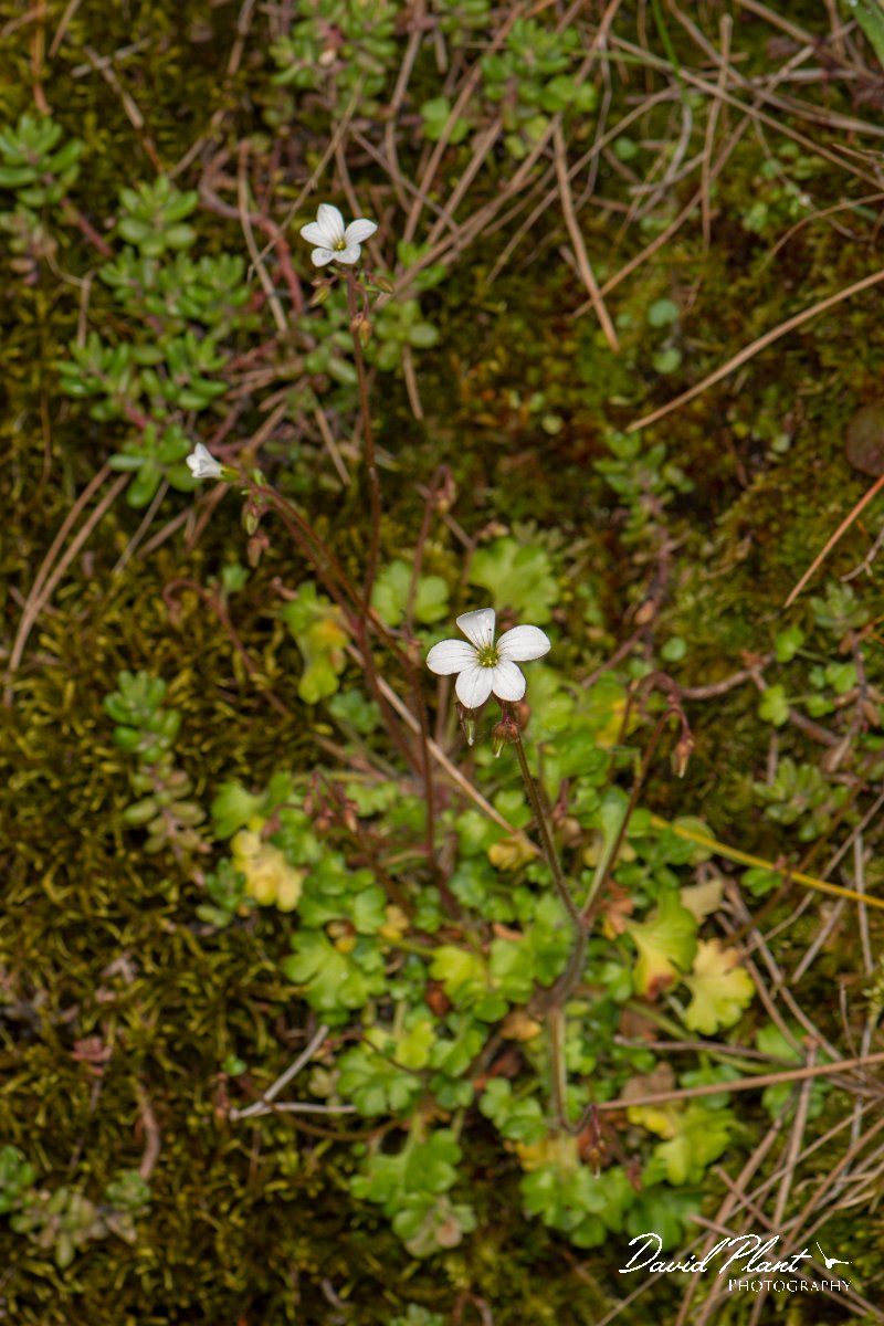 DPPhotography - Corsica - Saxifraga corsica - D.jpg - Saxifraga corsica - Col d'Erbajo, Corsica