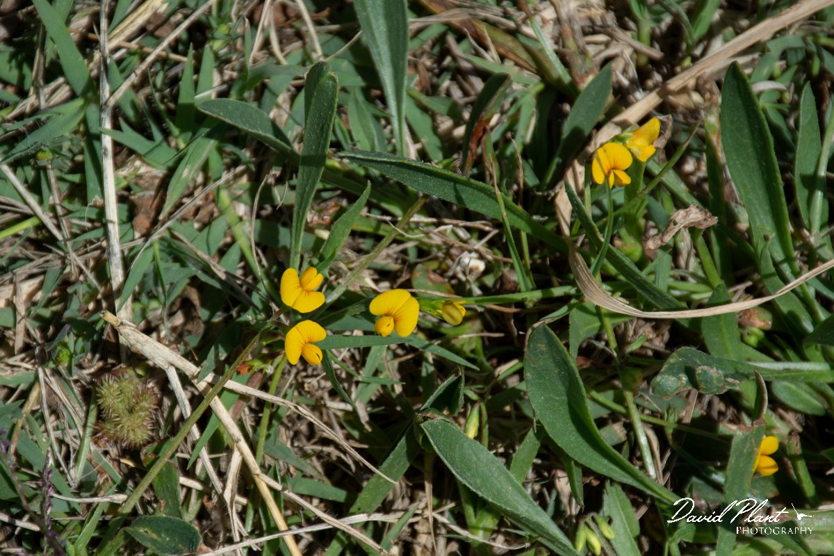 DPPhotography - Corsica - Scorpiurus muricatus - A.jpg - Scorpiurus muricatus - Route de l'Etang, Lake Biguglia, Corsica