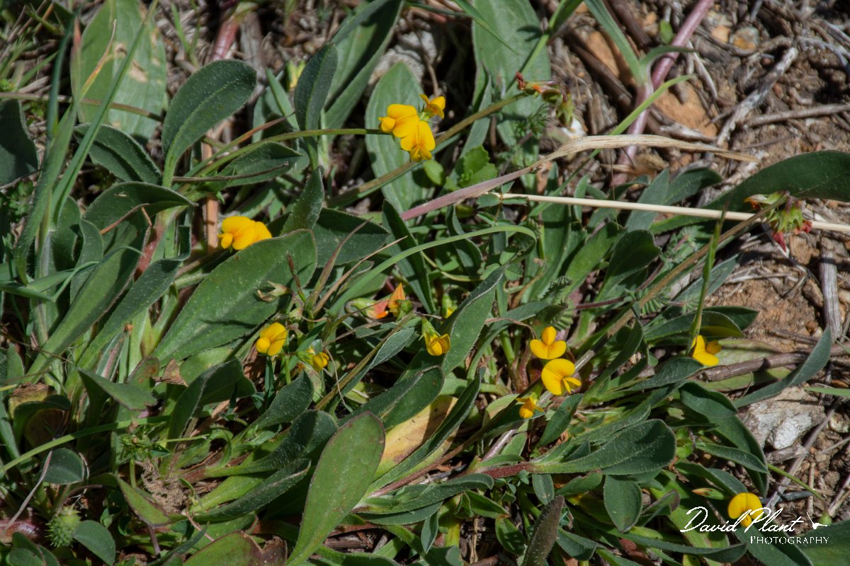 DPPhotography - Corsica - Scorpiurus muricatus - B.jpg - Scorpiurus muricatus - Route de l'Etang, Lake Biguglia, Corsica