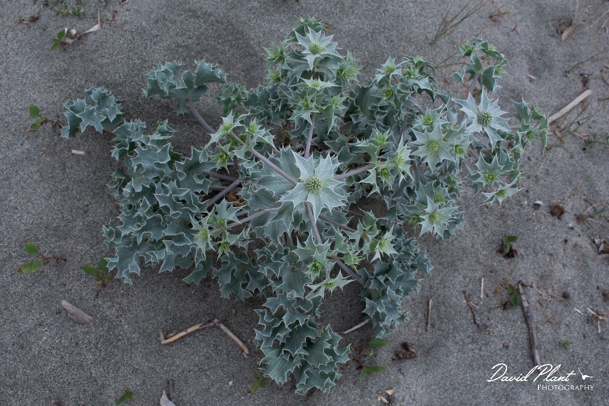 DPPhotography - Corsica - Sea holly - A.jpg - Eryngium maritimum, Sea holly - Tour de Diana, Etand de Diane, Corsica