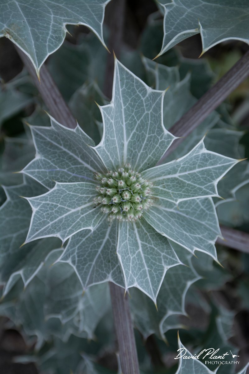 DPPhotography - Corsica - Sea holly - B.jpg - Eryngium maritimum, Sea holly - Tour de Diana, Etand de Diane, Corsica