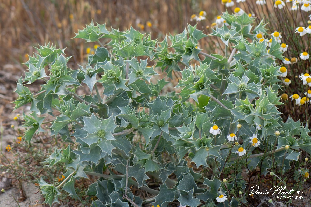 DPPhotography - Corsica - Sea holly - C.jpg - Eryngium maritimum, Sea holly - Marina d'Oru beach, Corsica