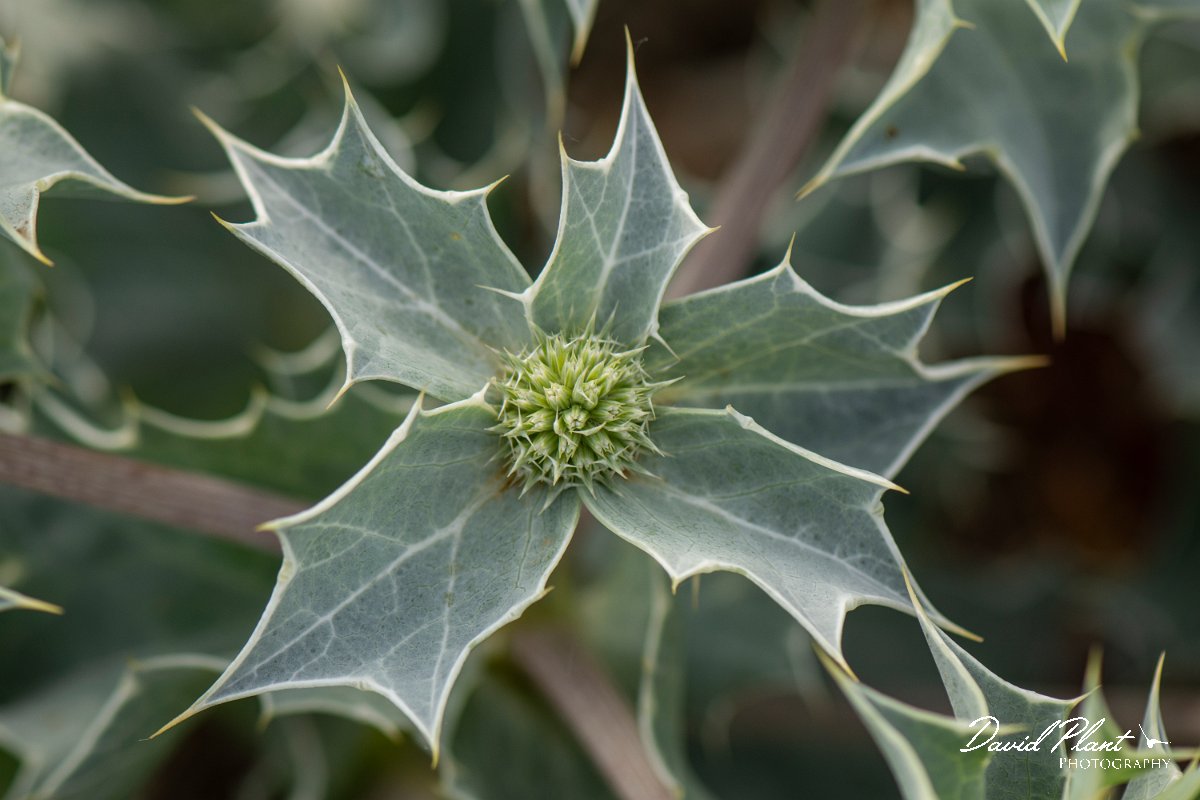 DPPhotography - Corsica - Sea holly - D.jpg - Eryngium maritimum, Sea holly - Marina d'Oru beach, Corsica