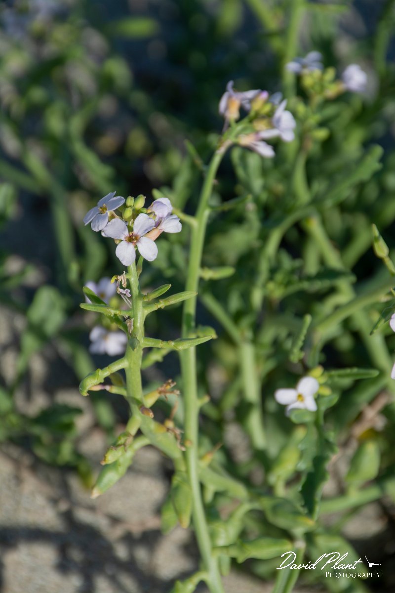 DPPhotography - Corsica - Sea rocket - B.jpg - Cakile maritima, Sea rocket - Marina d'Oru beach, Corsica