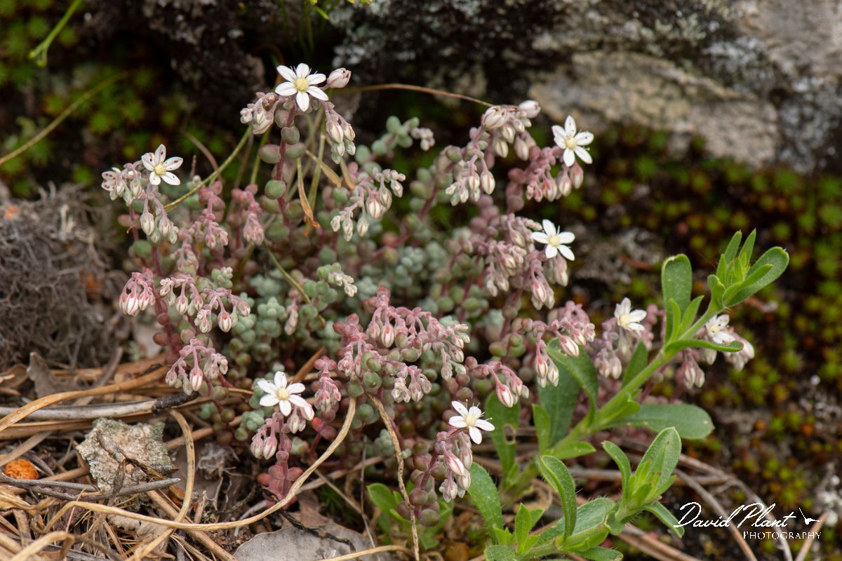 DPPhotography - Corsica - Sedum brevifolium - A.jpg - Sedum brevifolium - Verghello Valley, Corsica