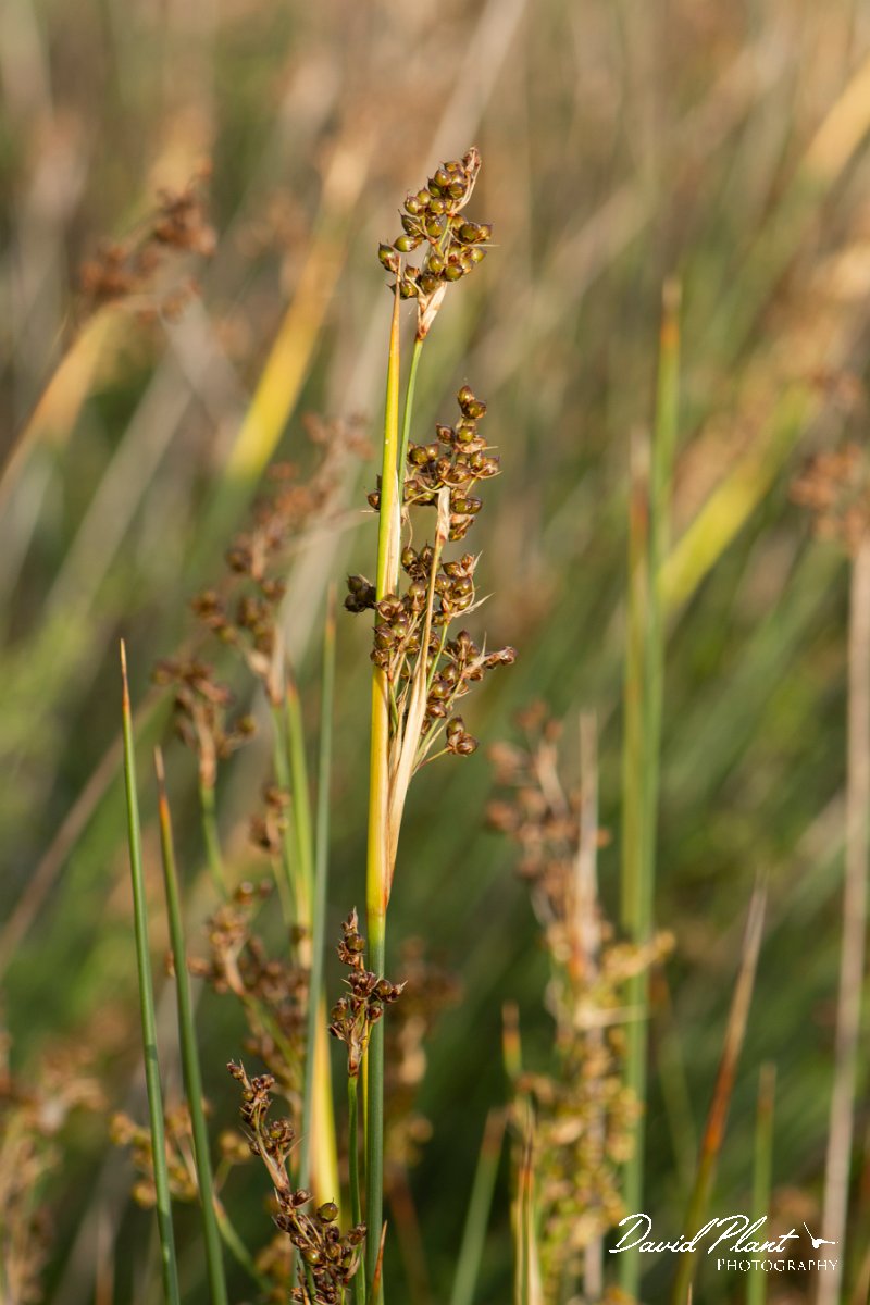 DPPhotography - Corsica - Sharp rush, Juncus acutus - C.jpg - Juncus acutus, Sharp rush - Marina d'Oru beach, Corsica