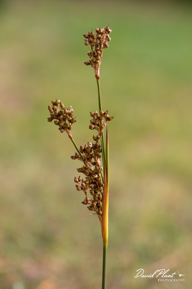 DPPhotography - Corsica - Sharp rush, Juncus acutus - D.jpg - Juncus acutus, Sharp rush - Marina d'Oru beach, Corsica