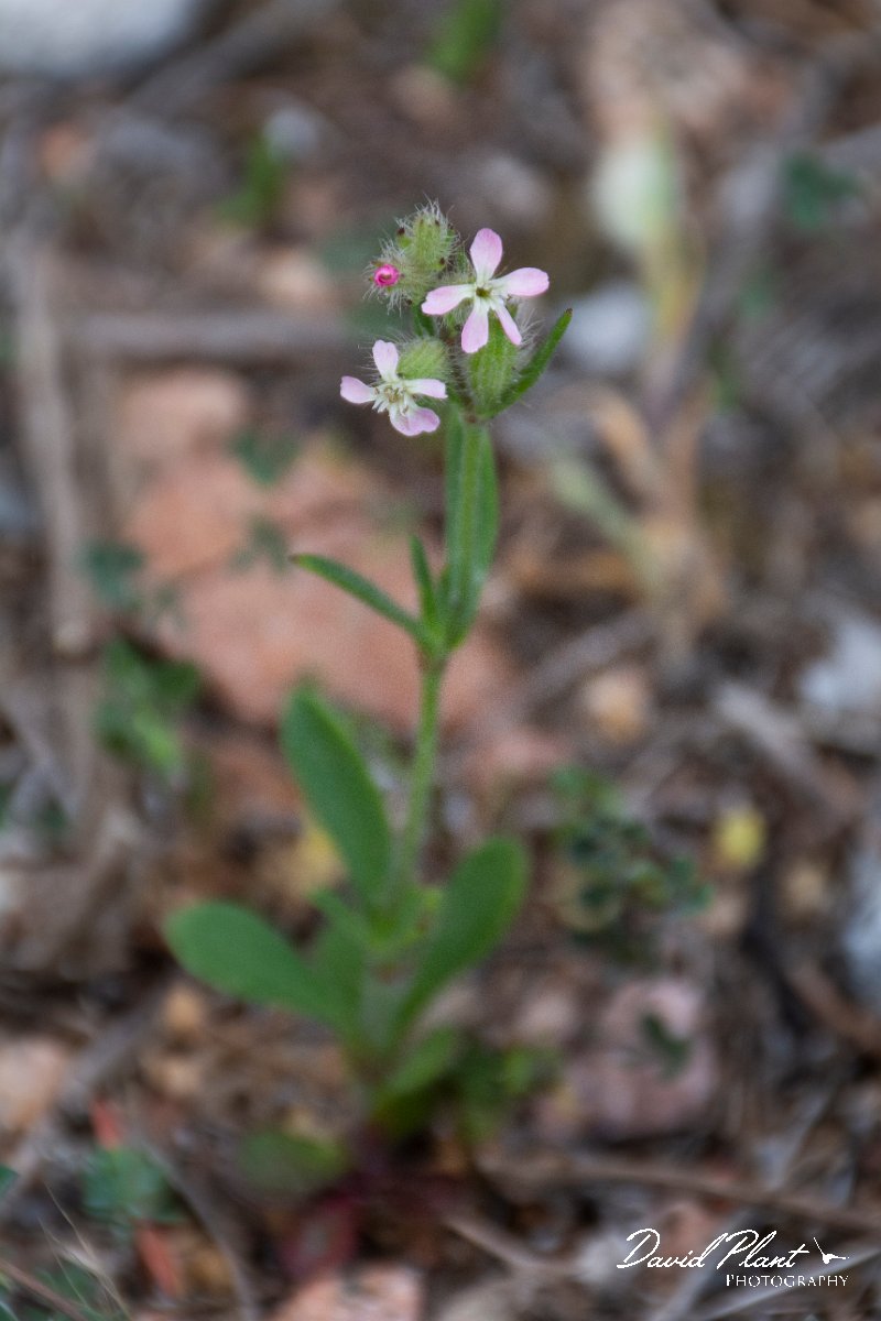DPPhotography - Corsica - Silene gallica - A.jpg - Silene gallica - Capo Pertusato, Corsica