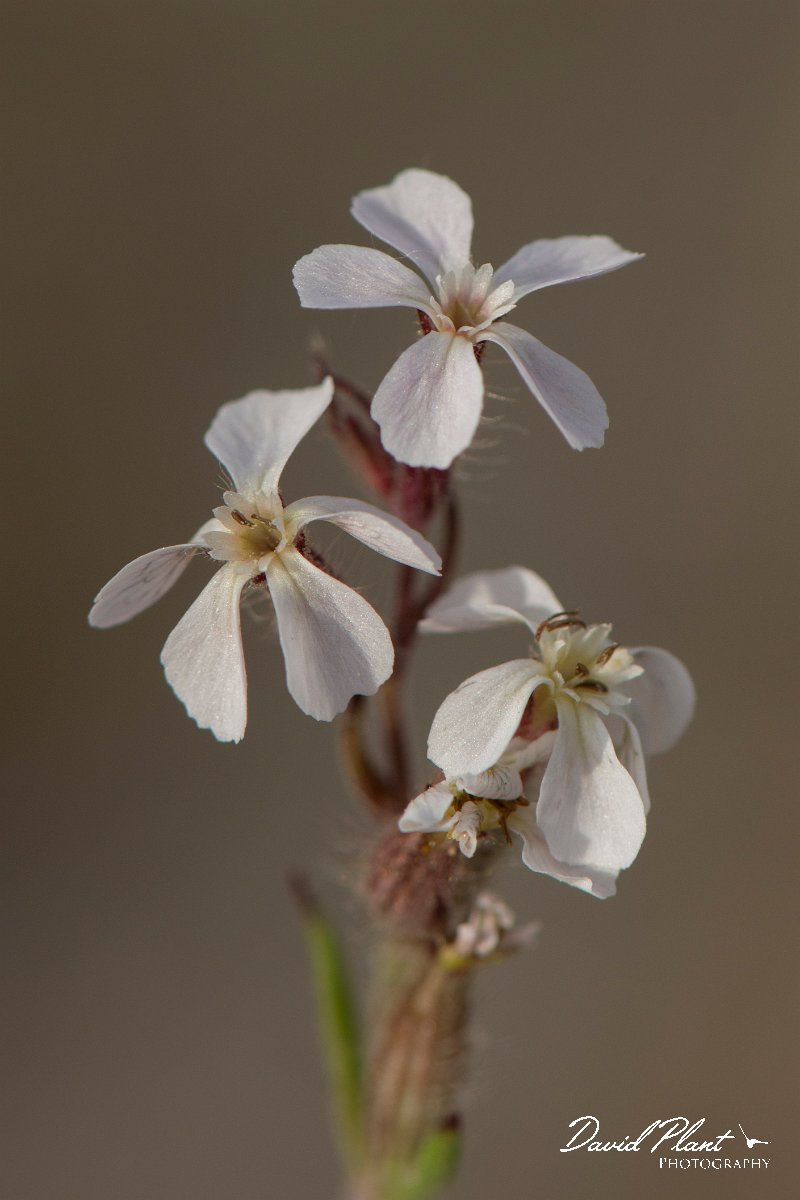 DPPhotography - Corsica - Silene gallica - C.jpg - Silene gallica - Marina d'Oru beach, Corsica