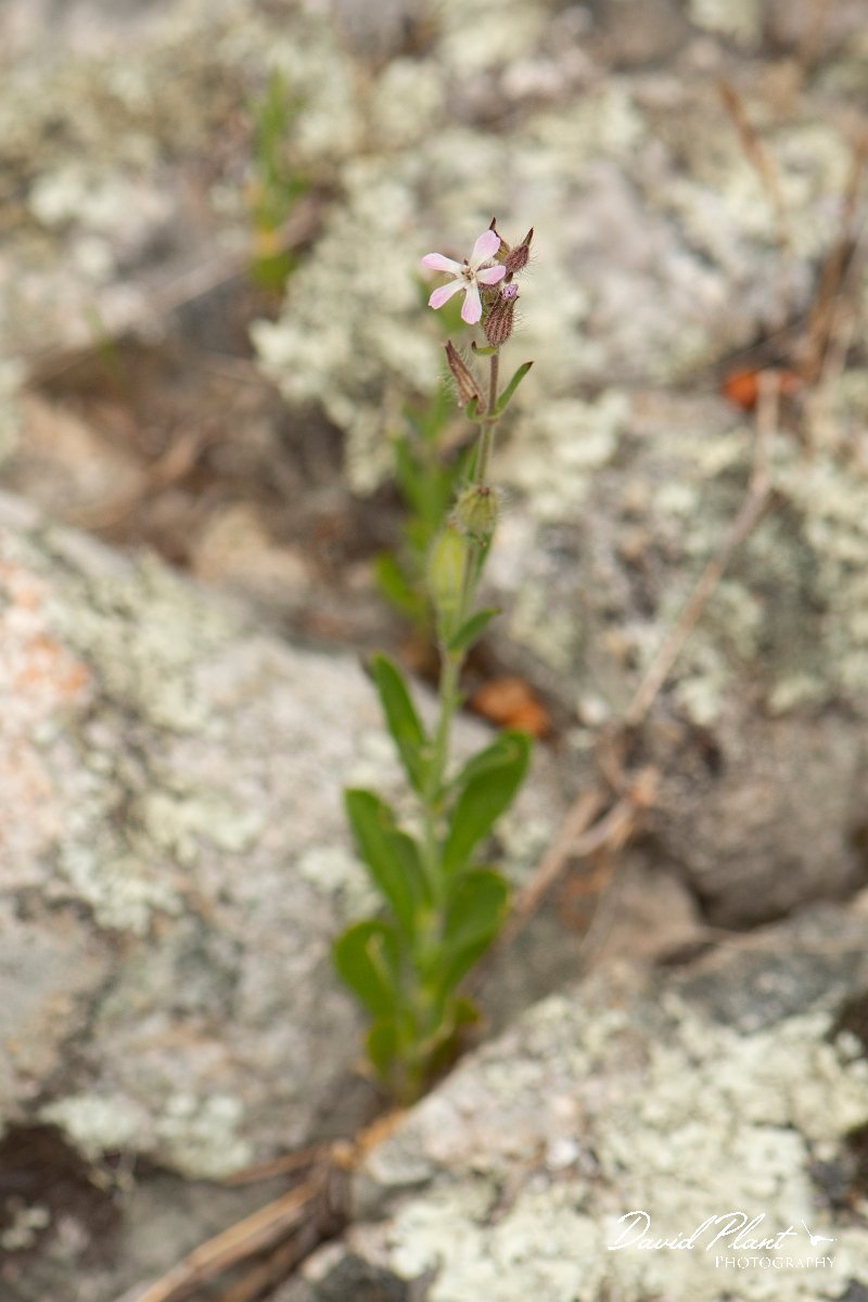 DPPhotography - Corsica - Silene gallica - E.jpg - Silene gallica - Verghello Valley, Corsica