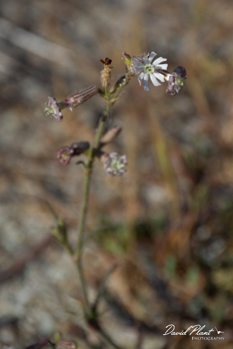 DPPhotography - Corsica - Silene nicaeensi - A.jpg - Silene nicaeensi - Marina d'Oru beach, Corsica