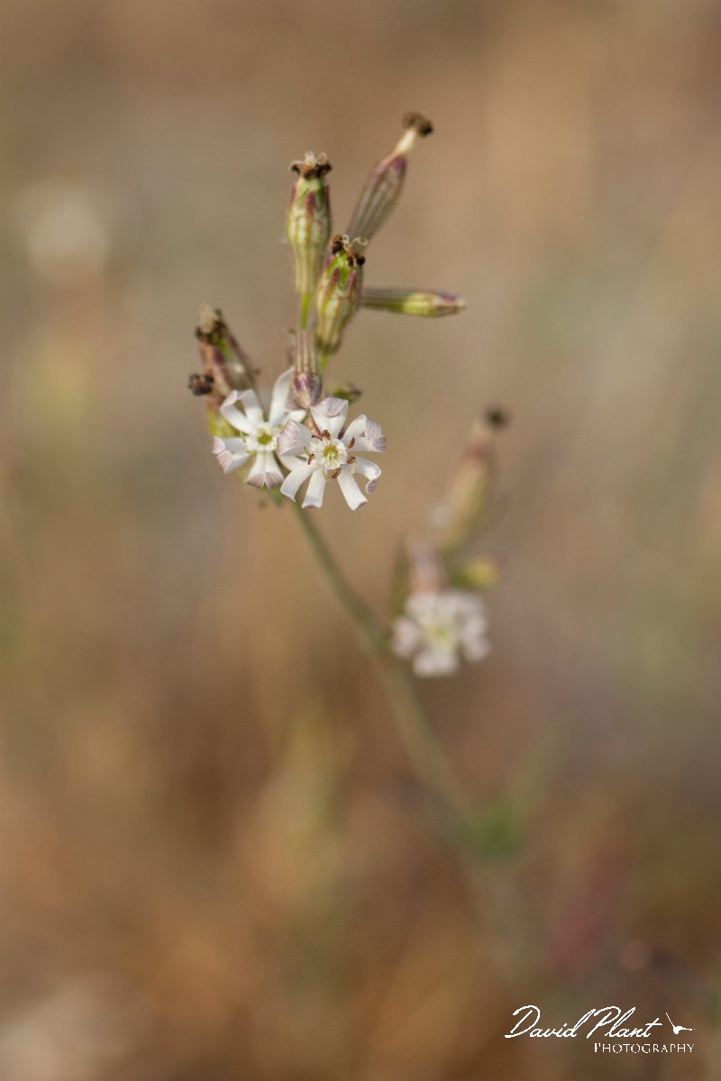 DPPhotography - Corsica - Silene nicaeensi - C.jpg - Silene nicaeensi - Marina d'Oru beach, Corsica