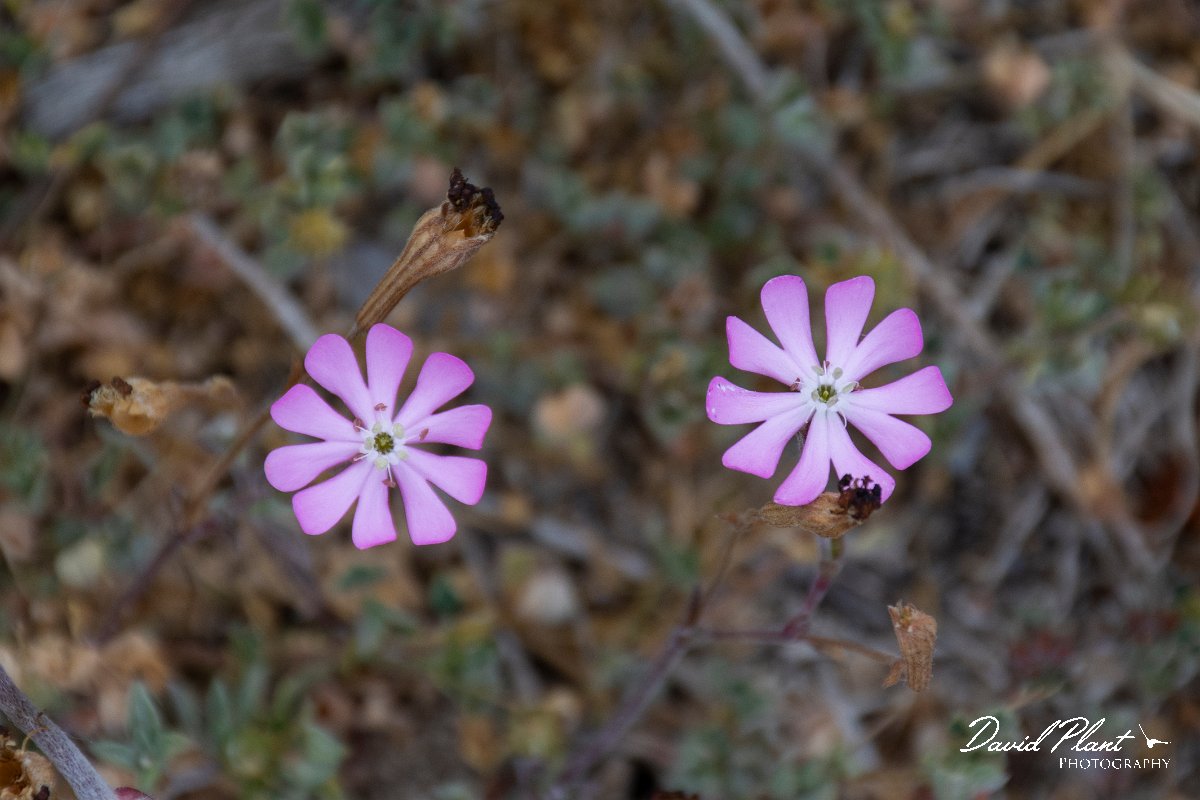 DPPhotography - Corsica - Silene sericea - A.jpg - Silene sericea - Capo Pertusato, Corsica