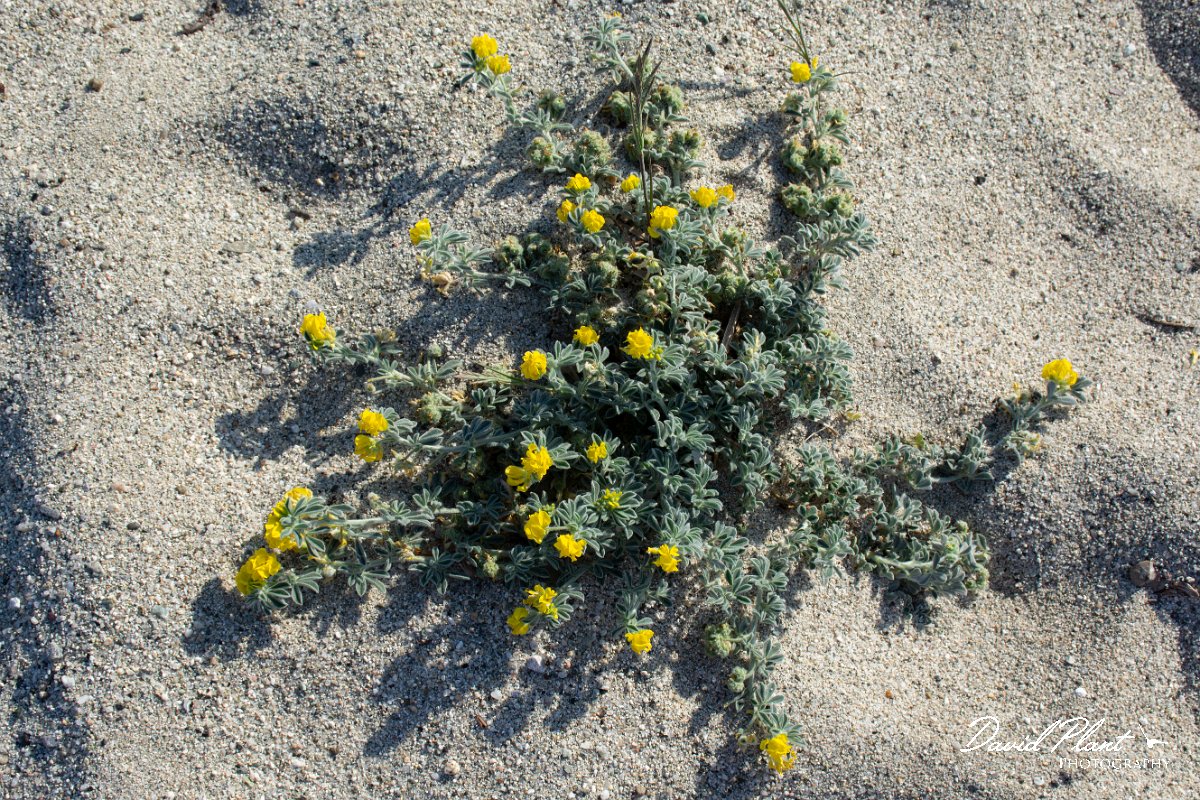 DPPhotography - Corsica - Southern bird's-foot trefoil, Lotus creticus - A.jpg - Lotus creticus, Southern bird's-foot trefoil -  Marina d'Oru beach, Corsica