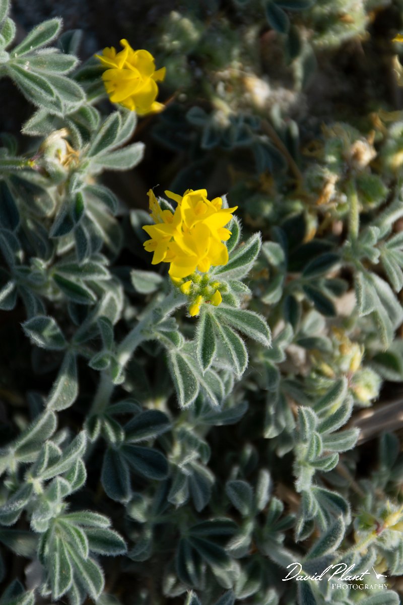 DPPhotography - Corsica - Southern bird's-foot trefoil, Lotus creticus - B.jpg - Lotus creticus, Southern bird's-foot trefoil -  Marina d'Oru beach, Corsica