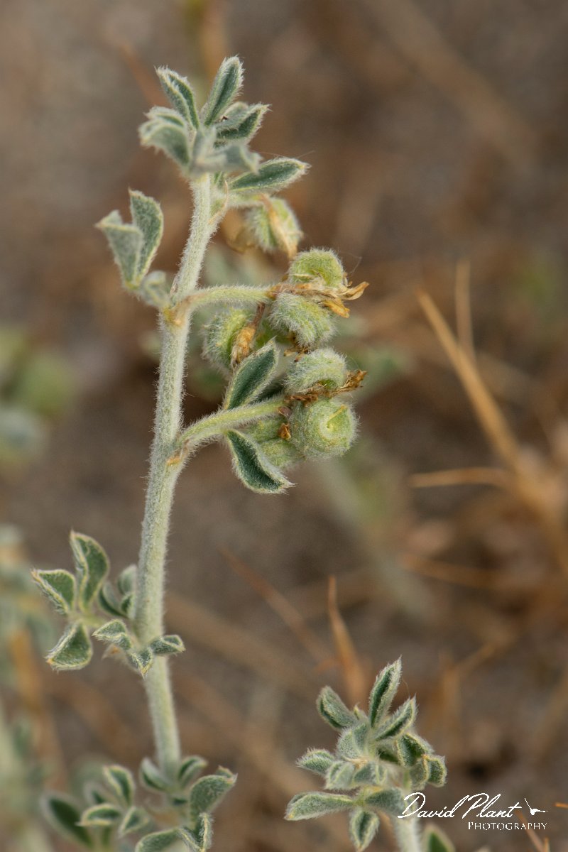 DPPhotography - Corsica - Southern bird's-foot trefoil, Lotus creticus - D.jpg - Lotus cytisoides - Marina d'Oru beach, Corsica