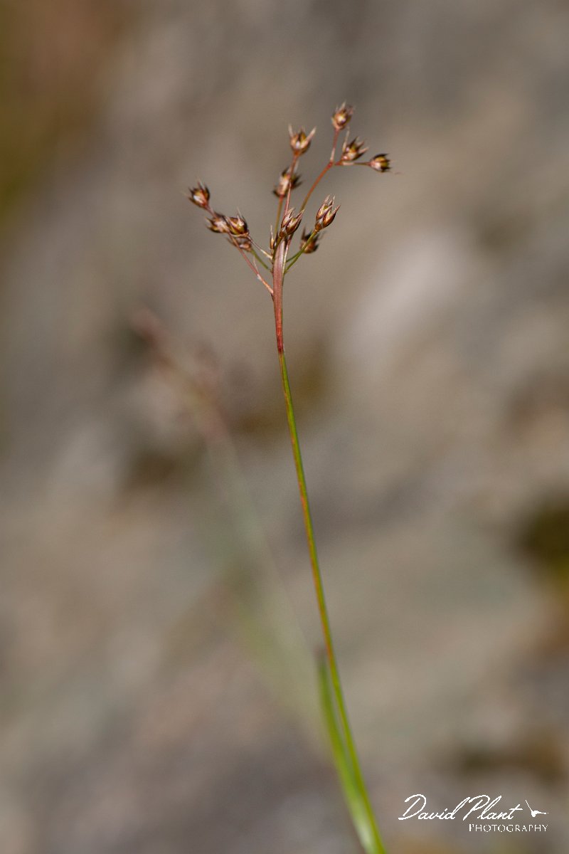 DPPhotography - Corsica - Southern wood-rush, Luzula forsteri - A.jpg - Luzula forsteri, Southern wood-rush - Restonica Valley, Corsica