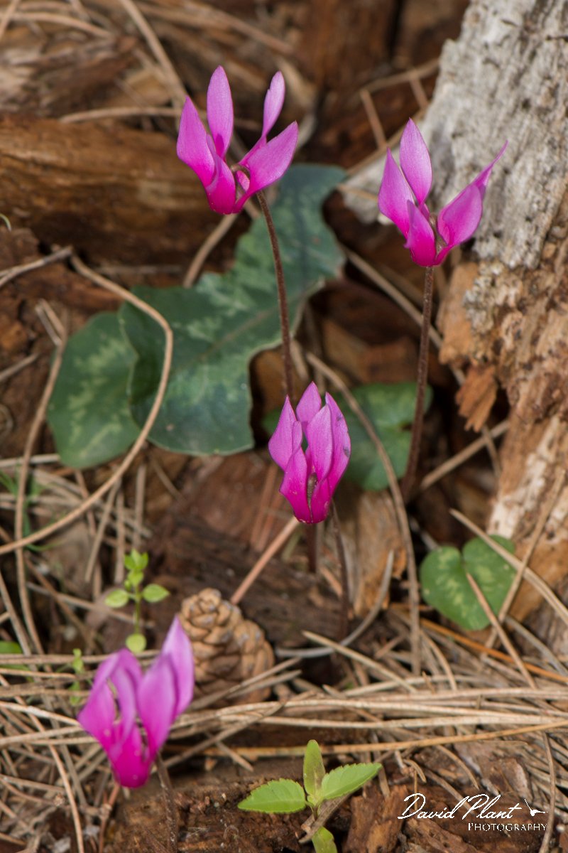 DPPhotography - Corsica - Spring sowbread, Cyclamen repandum - A.jpg - Cyclamen repandum, Spring sowbread - Verghello Valley, Corsica