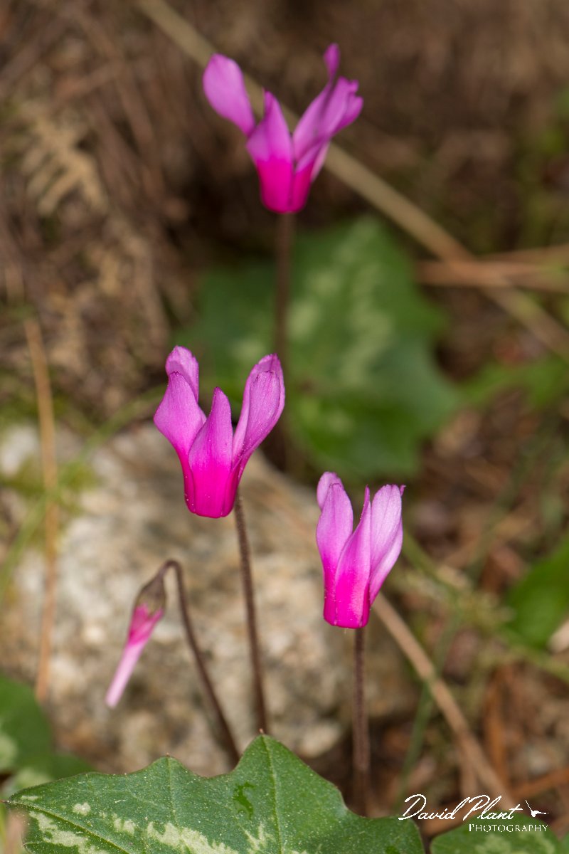 DPPhotography - Corsica - Spring sowbread, Cyclamen repandum - B.jpg - Cyclamen repandum, Spring sowbread - Restonica Valley, Corsica