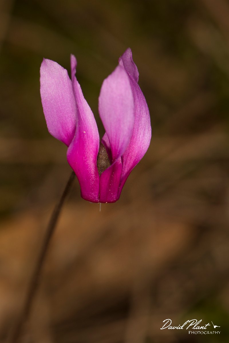 DPPhotography - Corsica - Spring sowbread, Cyclamen repandum - C.jpg - Cyclamen repandum, Spring sowbread - Verghello Valley, Corsica
