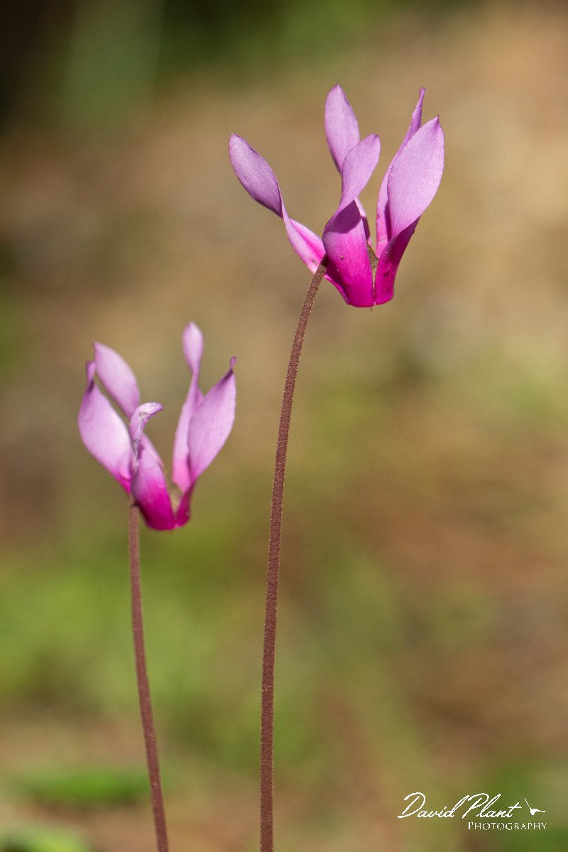 DPPhotography - Corsica - Spring sowbread, Cyclamen repandum - D.jpg - Cyclamen repandum, Spring sowbread - Verghello Valley, Corsica