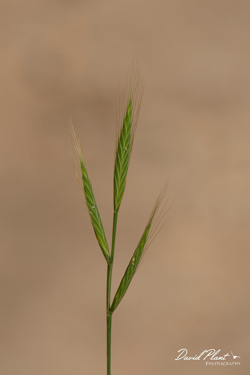 DPPhotography - Corsica - Stiff brome - A.jpg - Brachypodium distachyon, Stiff brome - Bonifacio area, Corsica