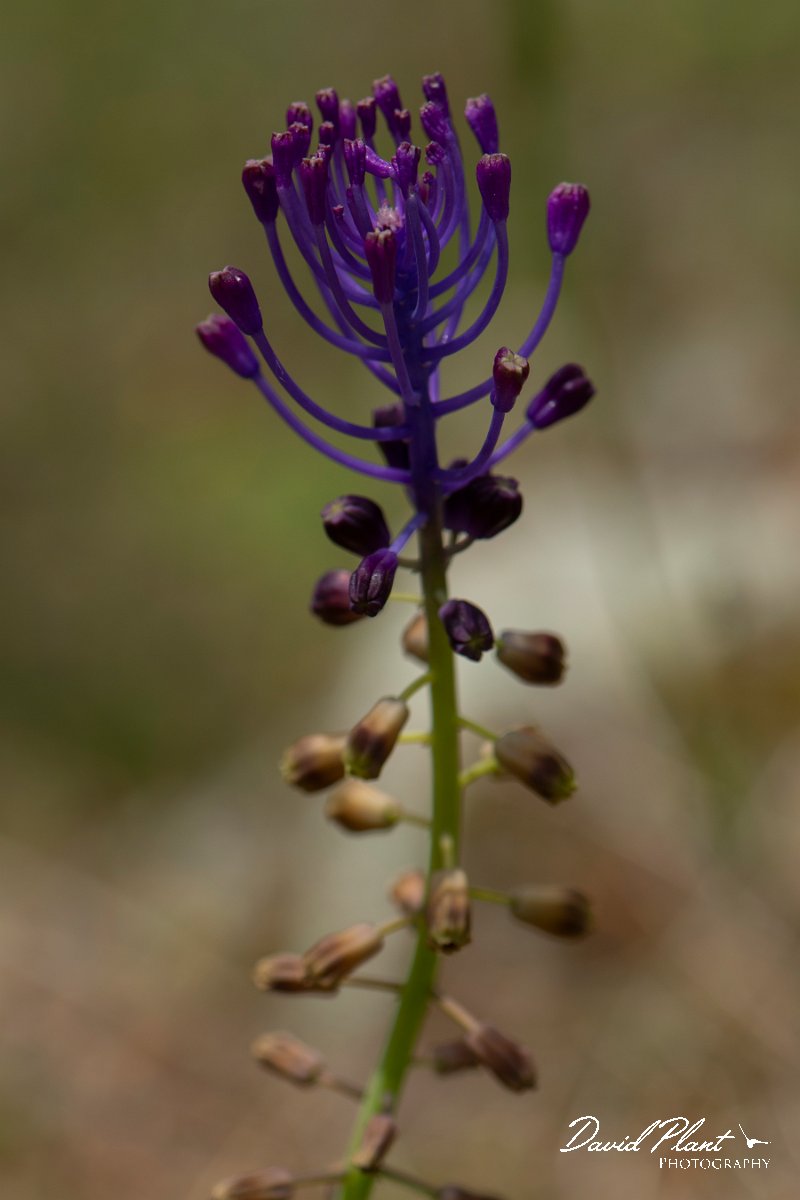 DPPhotography - Corsica - Tassel hyacinth, Muscari comosum - A.jpg - Muscari comosum, Tassel hyacinth - Verghello Valley, Corsica