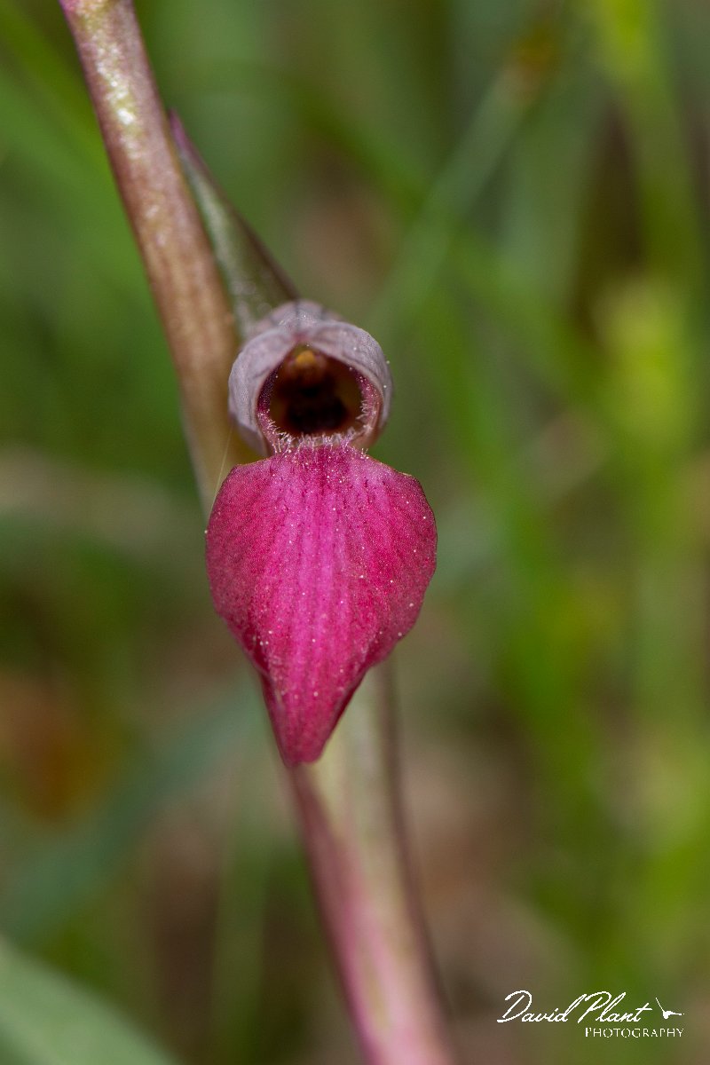 DPPhotography - Corsica - Tongue orchid - A.jpg - Serapias lingua, Common tongue orchid  - Verghello Valley, Corsica